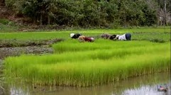 Exploitation des terres de keur momar Sarr par les entreprises étrangères ?