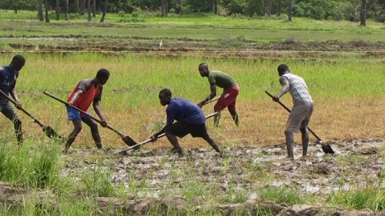 Agri-jeunes, un projet à pas de caméléon dans la région de Louga ?